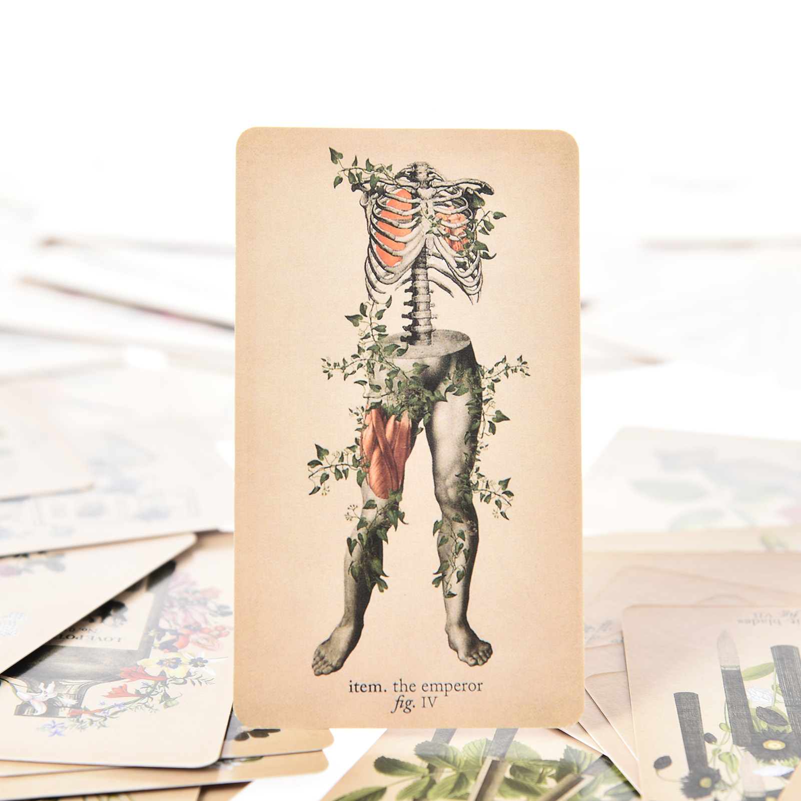 앤티크 해부학 타로 카드 영어 버전 타로 덱 PDF 가 - Tarot Cards Deck With Guidebook 리뷰 및 가격